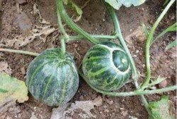 农村吃土瓜视频