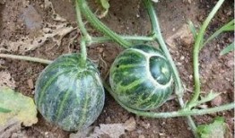 农村吃土瓜视频