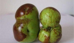 老虎吃歪瓜裂枣