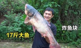 鱼可以吃瓜嘛,探索水族与果蔬的奇妙交融