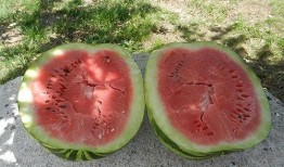 梦见在瓜地里吃瓜