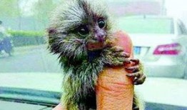 瓜女婿回门吃虱子,瓜女婿意外吃下虱子