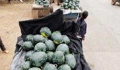 沂水女子吃瓜事件,一场引发社会热议的街头冲突