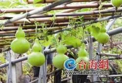 吃葫芦瓜反酸,轻松应对胃酸不适