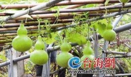 吃葫芦瓜反酸,轻松应对胃酸不适