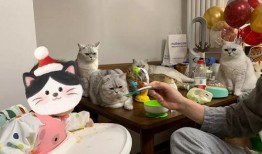 猫咪和小孩组团吃瓜,猫咪小孩欢乐吃瓜记