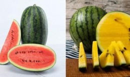 吃漾漾瓜,品味夏日清凉时光