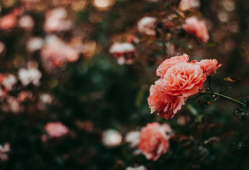 花花与情人吃瓜,揭秘娱乐圈甜蜜瞬间