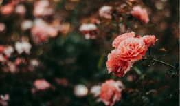 花花与情人吃瓜,揭秘娱乐圈甜蜜瞬间