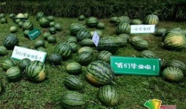 吃瓜 又到毕业季,校园风云录