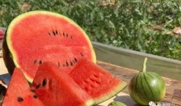 待君归 吃瓜,揭秘娱乐圈的甜蜜瓜田