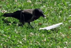 杜冥鸦吃瓜,揭秘娱乐圈背后的秘密与真相