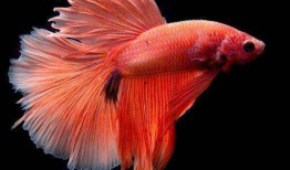 小金鱼吃瓜,趣味盎然的宠物日常