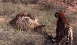 大老虎吃瓜视频,揭秘动物界的趣味瞬间