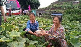 江安吃瓜,揭秘网络热点的背后故事