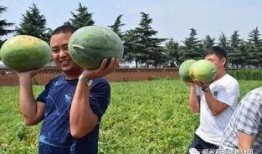 河南新郑吃瓜,探寻河南特色美食之旅