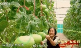 吃瓜环节中,一场全民参与的娱乐盛宴