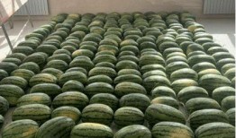 潞城吃瓜新闻,揭秘当地奇闻轶事