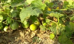 小瓜吃植物,探索植物生长的奇妙之旅