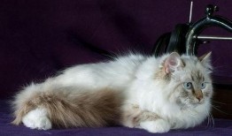 猫舍吃瓜,揭秘猫咪们的欢乐时光