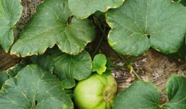 安静吃瓜的呆瓜,呆瓜的悠闲生活