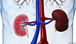 iga肾病能否吃哈密瓜,哈密瓜的适宜性探讨