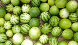 想起小时候吃瓜,那些年的甜蜜回忆