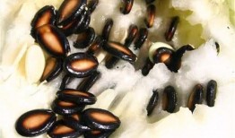 籽瓜加热熟吃,营养美味新体验