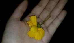 吃瓜全套资料视频,揭秘娱乐圈幕后真相