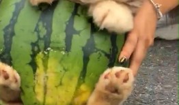 狗子带主人吃瓜,欢乐日常温馨呈现