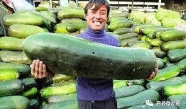 我爱吃瓜官网 免费吃瓜,尽在我爱吃瓜官网——开启你的瓜果盛宴之旅