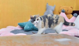 猫舍吃瓜,揭秘猫咪们的欢乐时光