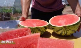 荆州吃武汉的瓜,共享美食盛宴