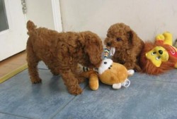 泰迪吃贝贝瓜好吗,泰迪犬食用贝贝瓜的安全性探讨