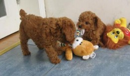 泰迪吃贝贝瓜好吗,泰迪犬食用贝贝瓜的安全性探讨