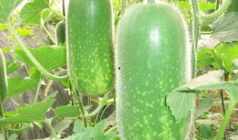 瓜壳丸怎样吃,轻松掌握健康养生之道