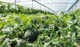 外婆在田间吃瓜,回味无穷的夏日时光