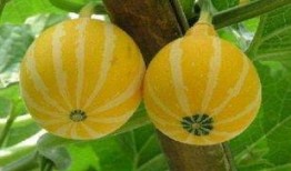 瓜吃里边丝是什么瓜,揭秘“瓜吃里边丝”的独特瓜类之谜