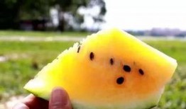 吃瓜之星,揭秘娱乐圈幕后风云