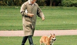 狗子带主人吃瓜,欢乐日常温馨呈现