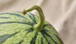 上海大炮吃瓜,揭秘网红美食背后的故事