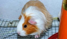 豚鼠吃不吃哈密瓜,探究豚鼠对哈密瓜的喜爱程度