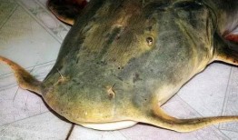 鱼可以吃瓜嘛,探索水族与果蔬的奇妙交融