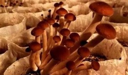 吃牛肚的吃瓜主播,揭秘美食背后的秘密