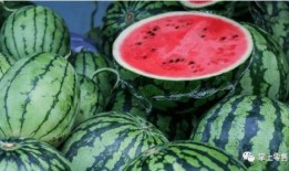 吃瓜卖瓜种瓜,吃瓜、卖瓜、种瓜的田园生活记