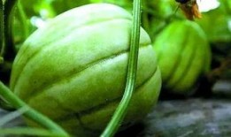 龙行天下吃瓜,揭秘吃瓜群众的狂欢盛宴