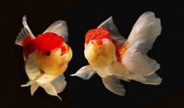 小金鱼吃瓜,趣味盎然的宠物日常