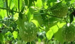 吊瓜吃哪部分,揭秘最佳食用部位