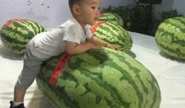 山东济宁吃瓜事件,一场网络热议背后的真相与反思