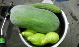 北京大学 吃瓜,揭秘校园生活新潮流”